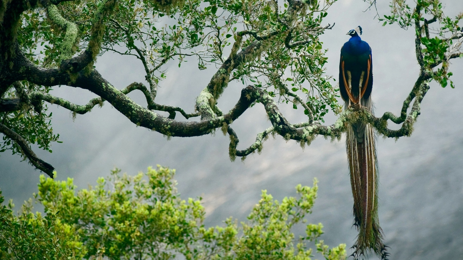 Blauer Vogel Auf Braunem Ast Tagsüber. Wallpaper in 1920x1080 Resolution