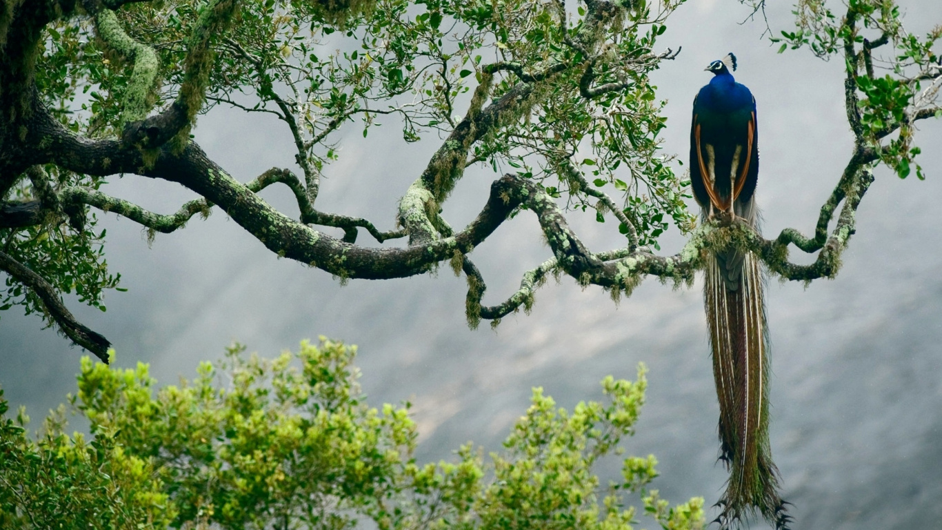 Blue Bird on Brown Tree Branch During Daytime. Wallpaper in 1366x768 Resolution