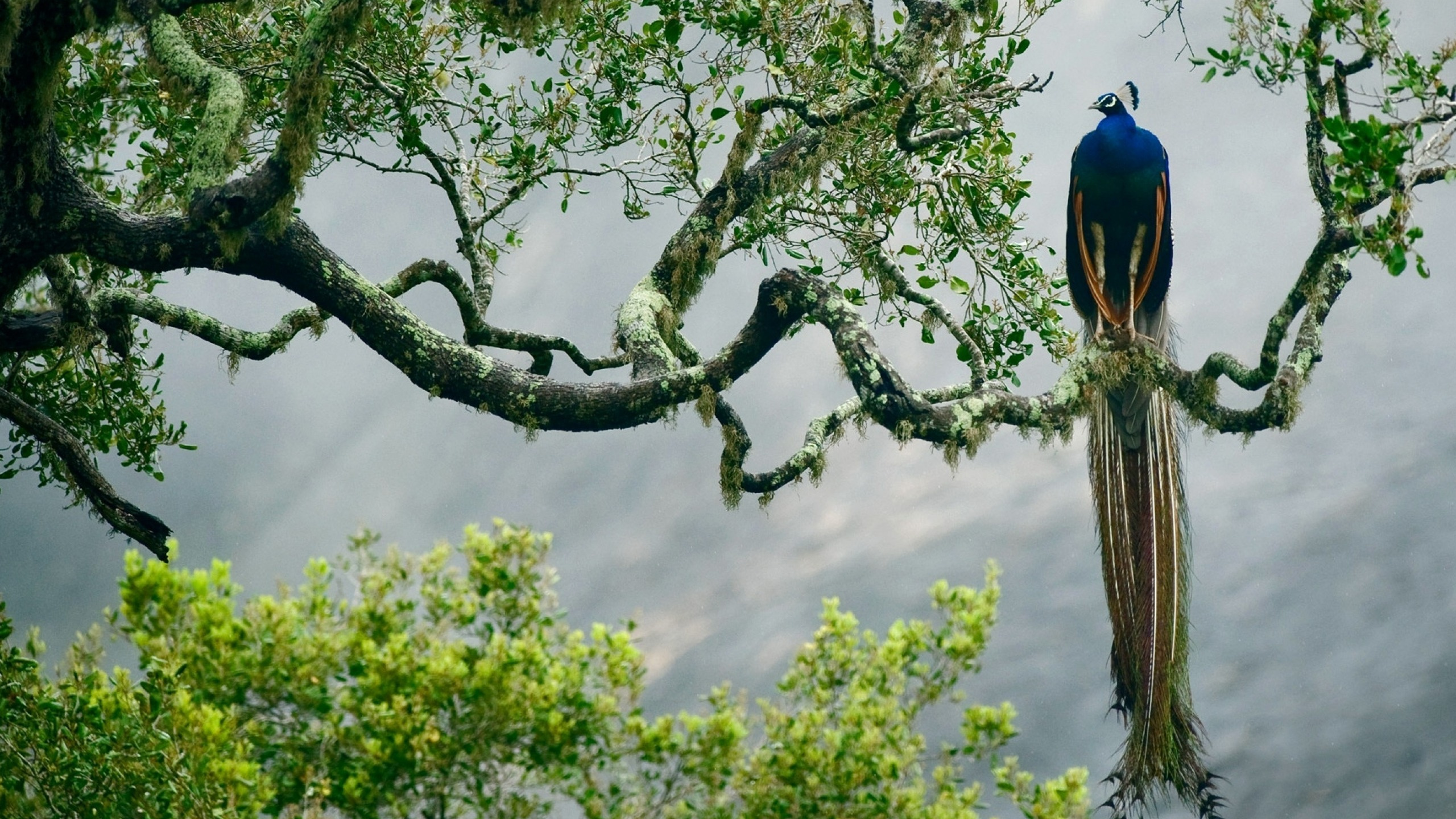 Blue Bird on Brown Tree Branch During Daytime. Wallpaper in 2560x1440 Resolution