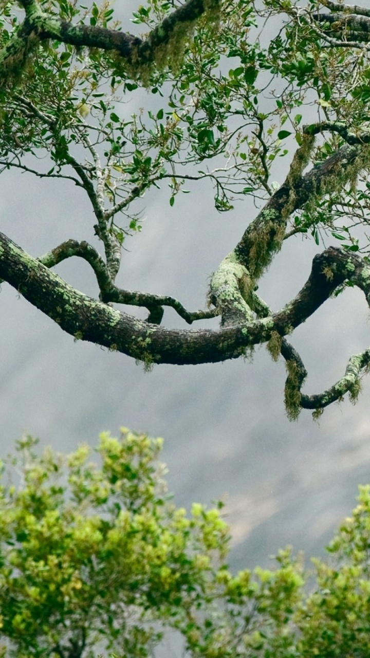 Blue Bird on Brown Tree Branch During Daytime. Wallpaper in 720x1280 Resolution