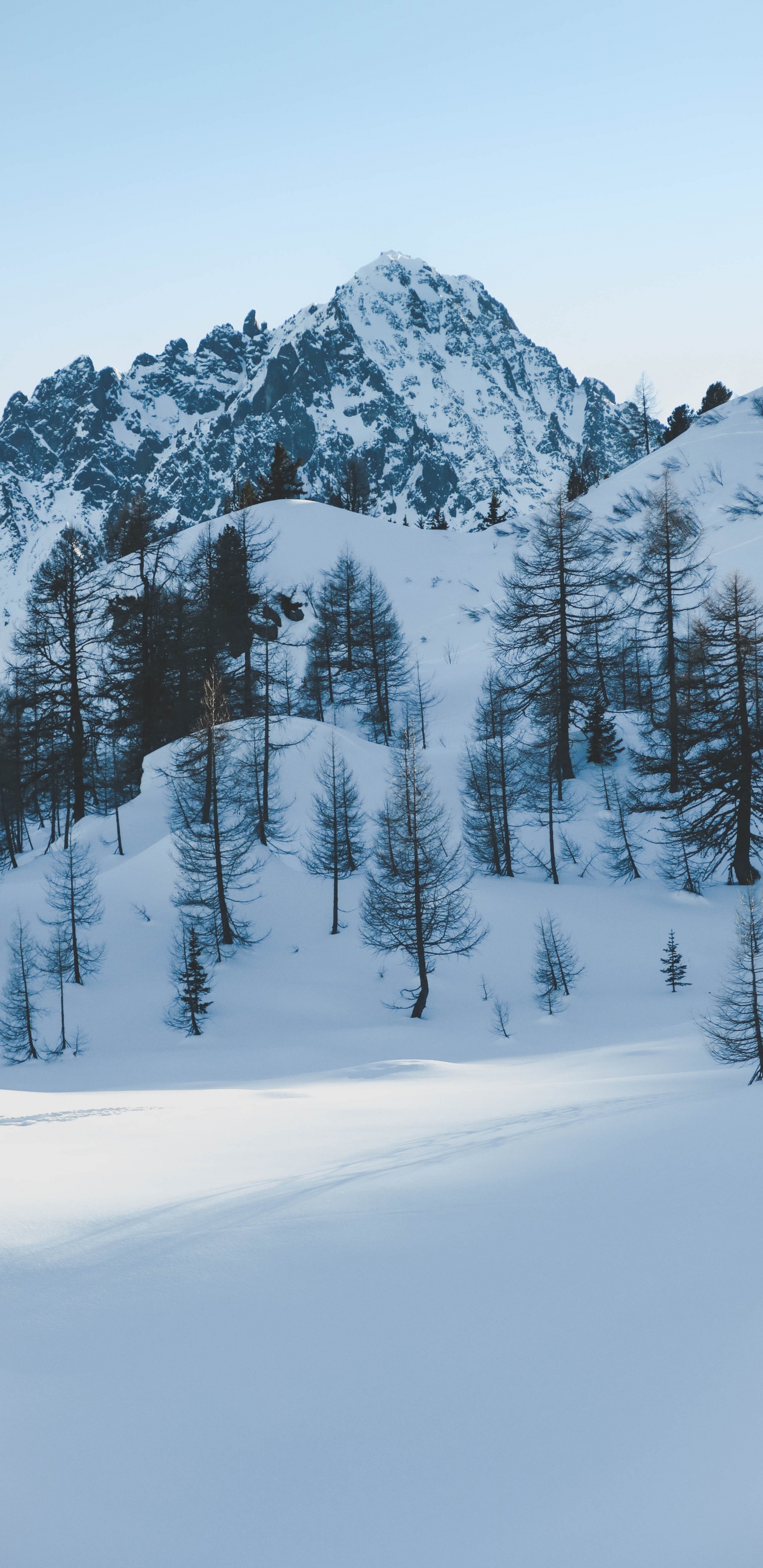 Hiver, Neige, Congélation, Sapin, Biome. Wallpaper in 1440x2960 Resolution