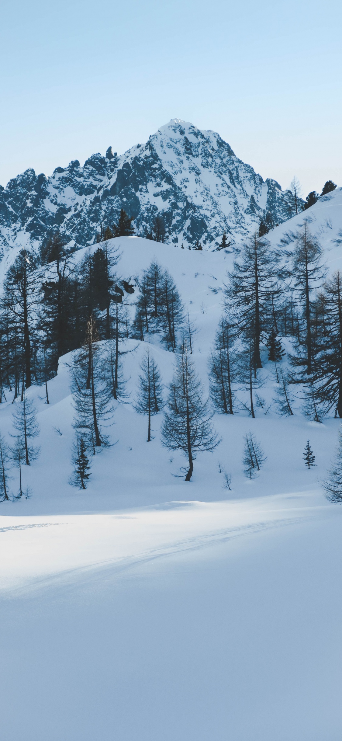 Winter, Snow, Tree, Freezing, Fir. Wallpaper in 1125x2436 Resolution