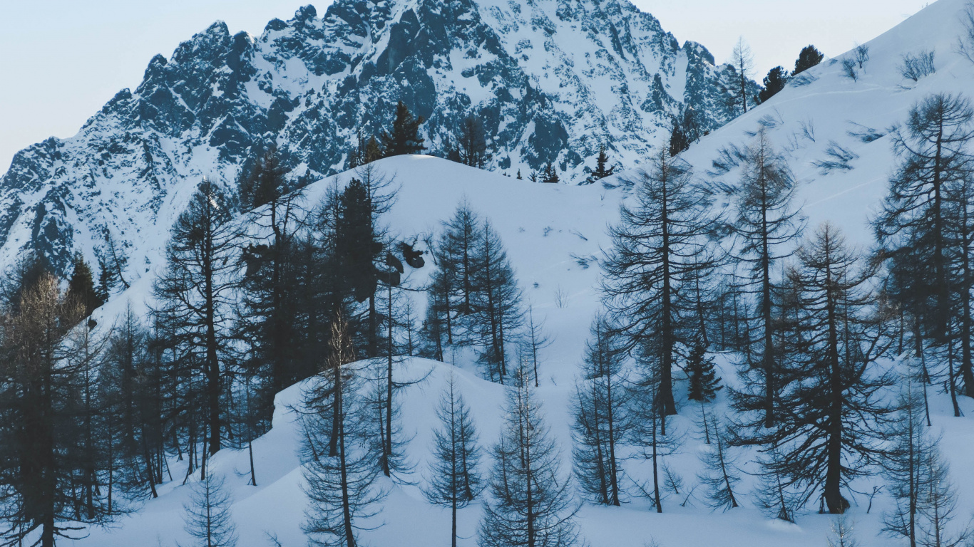 Download 1366x768 Wallpaper Winter, Snow, Tree, Freezing, Fir Winter, Snow, Tree, Freezing, Fir. Wallpaper in 1366x768 Resolution