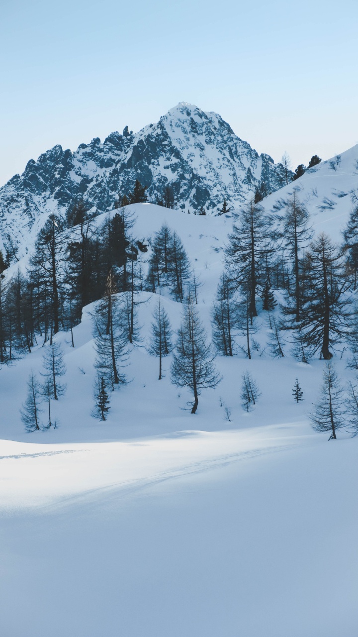 Winter, Snow, Tree, Freezing, Fir. Wallpaper in 720x1280 Resolution