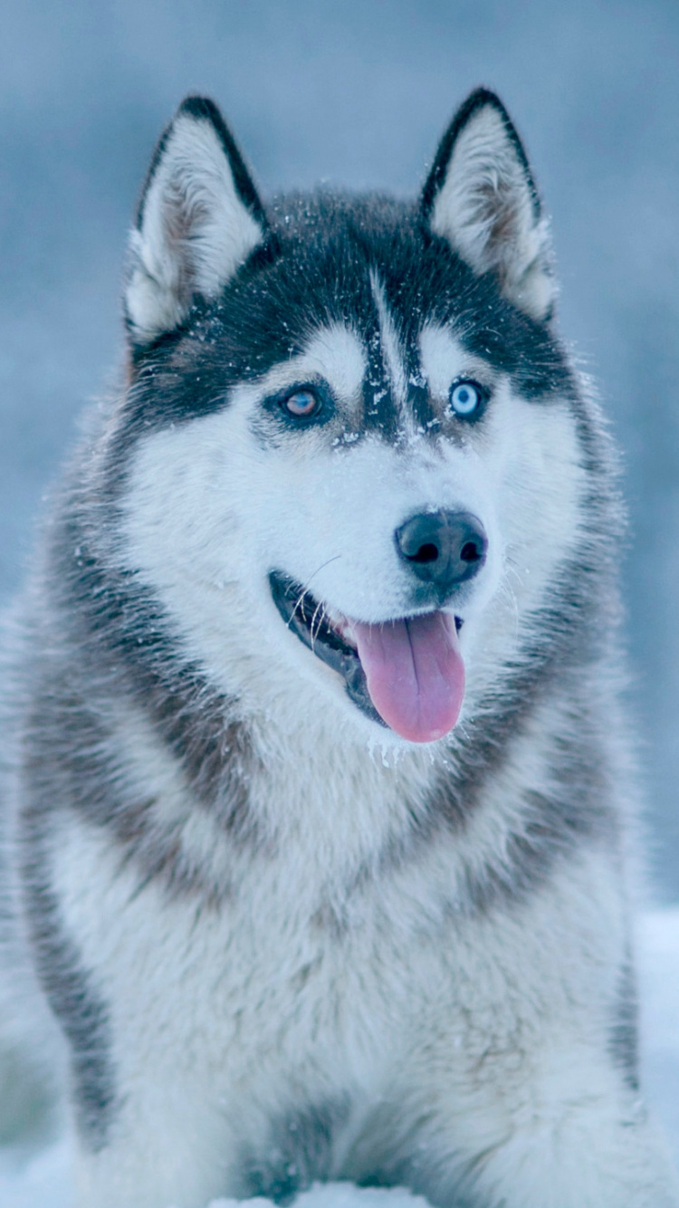 Husky Sibérien Blanc et Noir. Wallpaper in 750x1334 Resolution