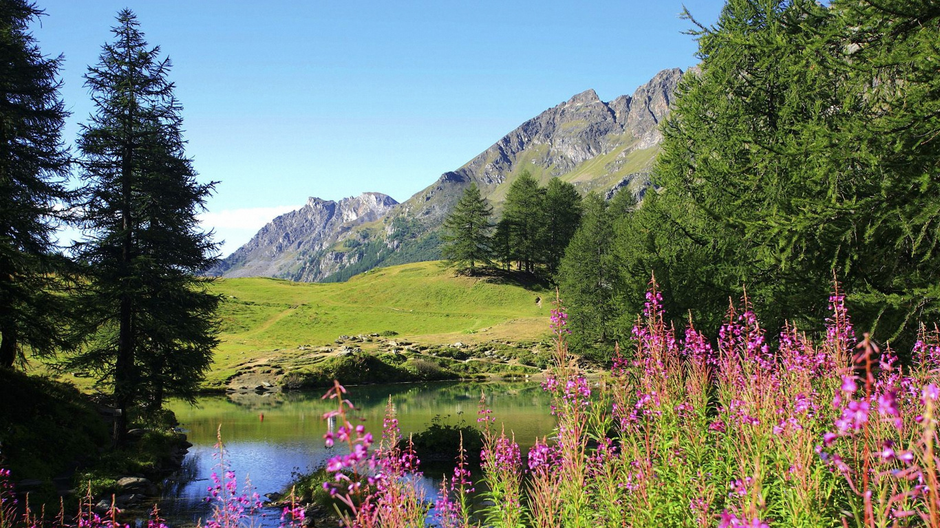 Green Trees Near Lake During Daytime. Wallpaper in 1366x768 Resolution