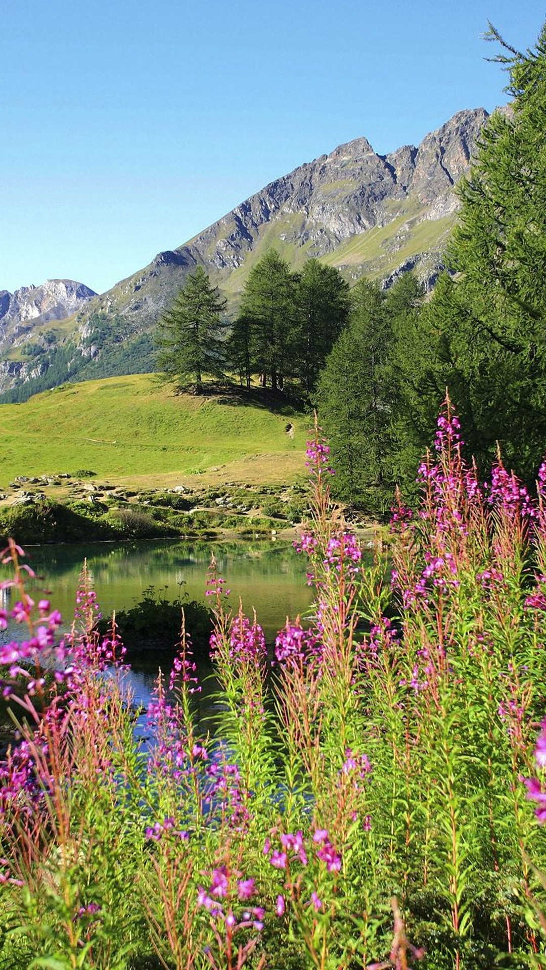 Grüne Bäume in Der Nähe Des Sees Tagsüber Lake. Wallpaper in 1080x1920 Resolution