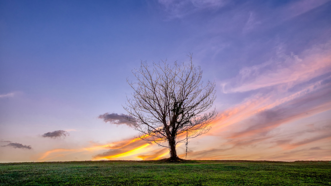 Kahlen Baum Auf Grüner Wiese Unter Blauem Himmel Tagsüber. Wallpaper in 1280x720 Resolution