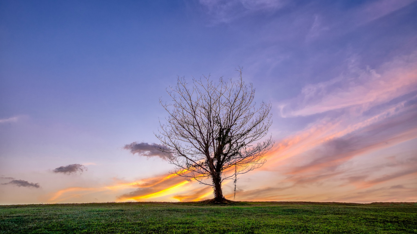 Kahlen Baum Auf Grüner Wiese Unter Blauem Himmel Tagsüber. Wallpaper in 1366x768 Resolution