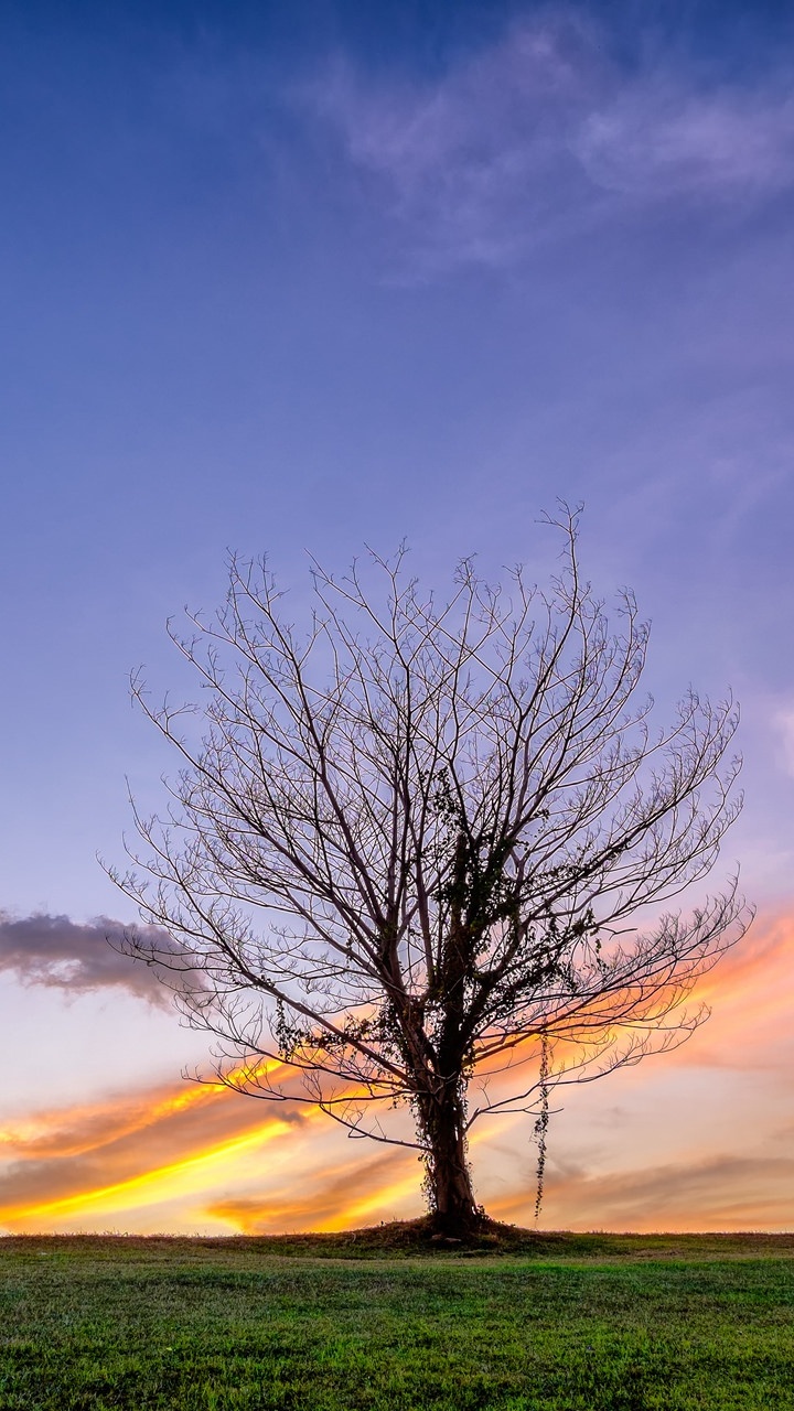 Kahlen Baum Auf Grüner Wiese Unter Blauem Himmel Tagsüber. Wallpaper in 720x1280 Resolution