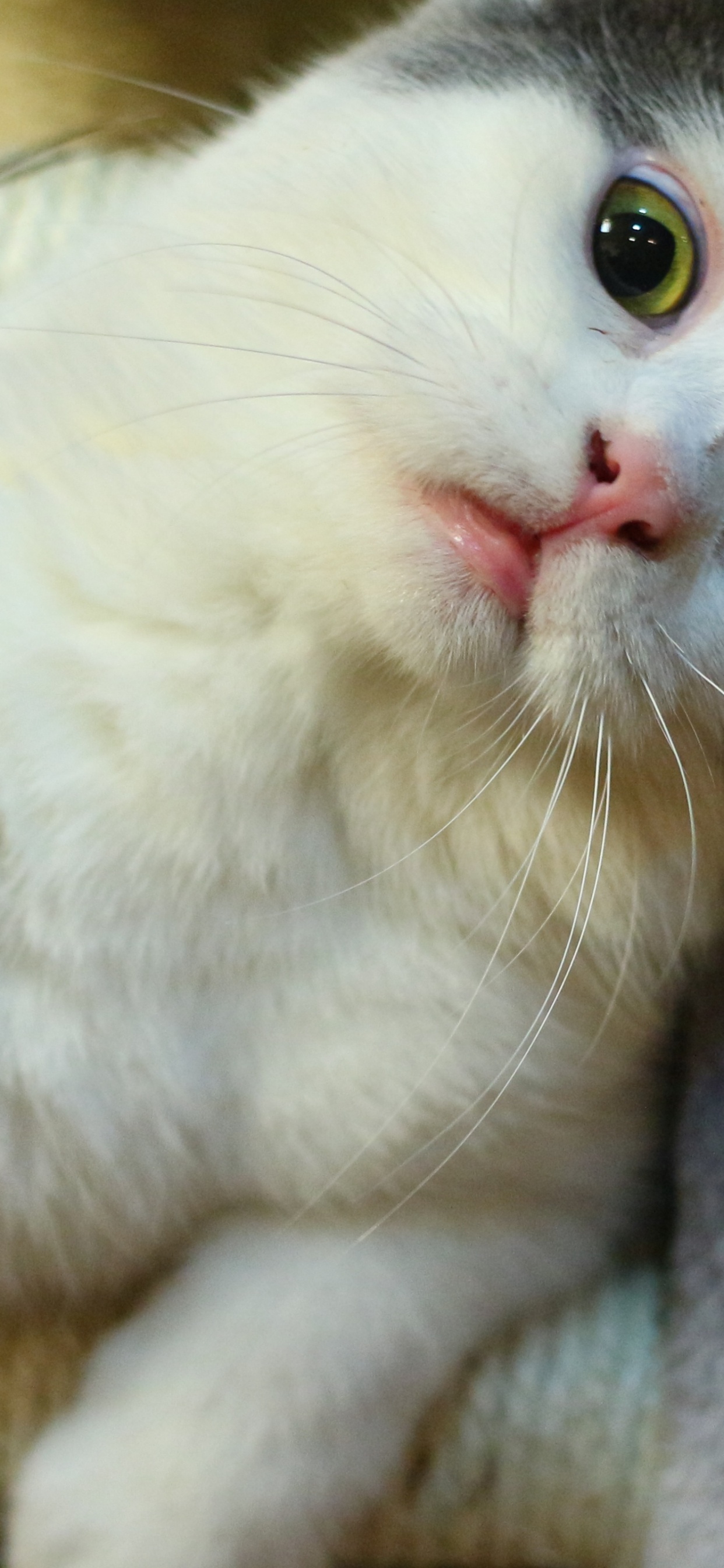 Gato Blanco Sobre Textil Gris. Wallpaper in 1242x2688 Resolution