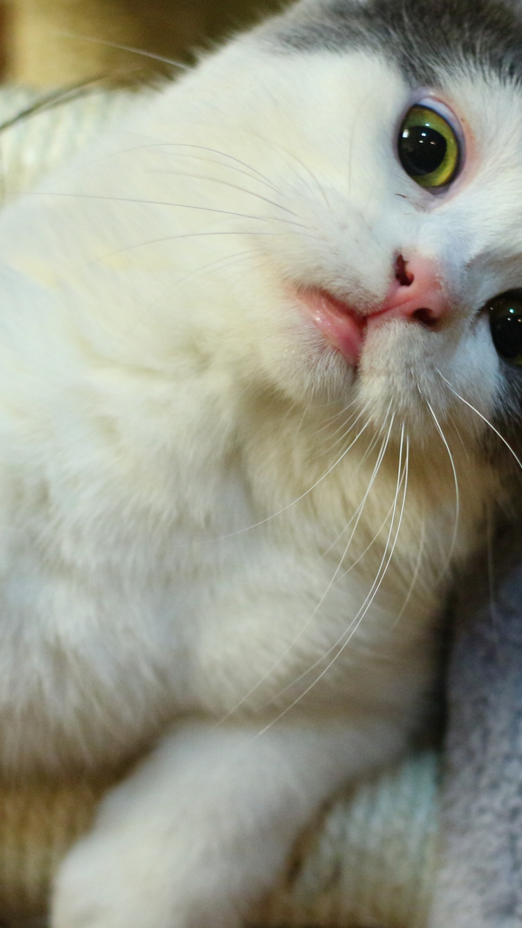 树猫, Burmilla, 捕食, 小猫, 中小型猫 壁纸 750x1334 允许