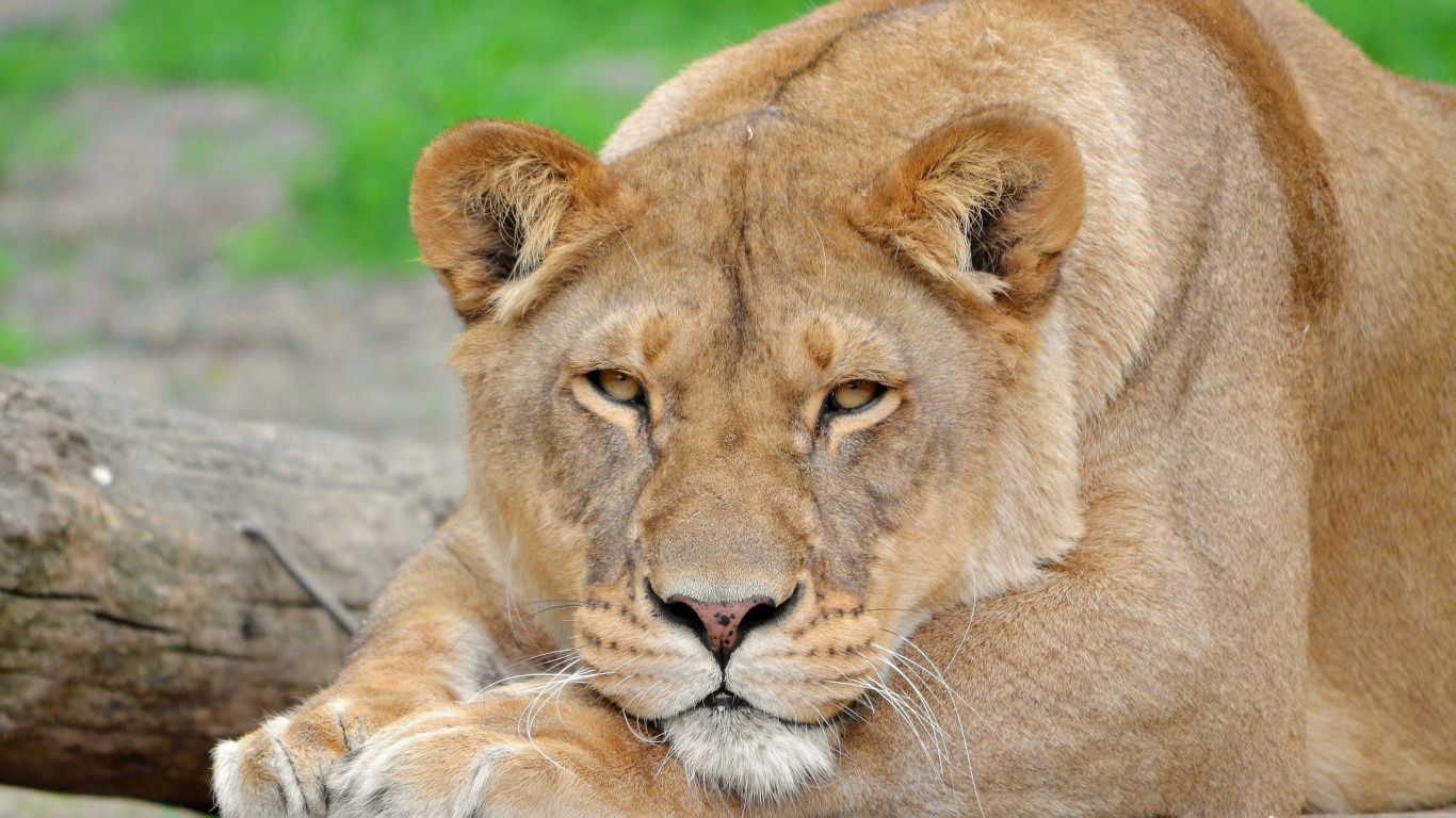 Brown Lioness Lying on Ground During Daytime. Wallpaper in 1366x768 Resolution