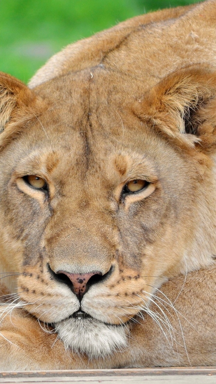 Brown Lioness Lying on Ground During Daytime. Wallpaper in 720x1280 Resolution