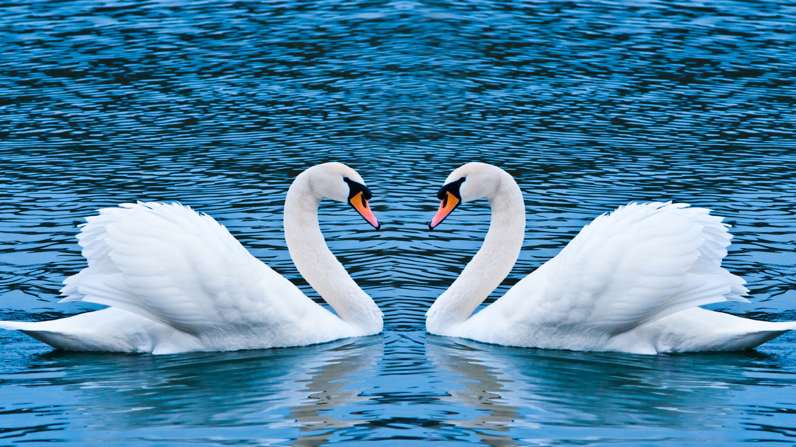 Cisne Blanco en el Agua Durante el Día. Wallpaper in 2560x1440 Resolution