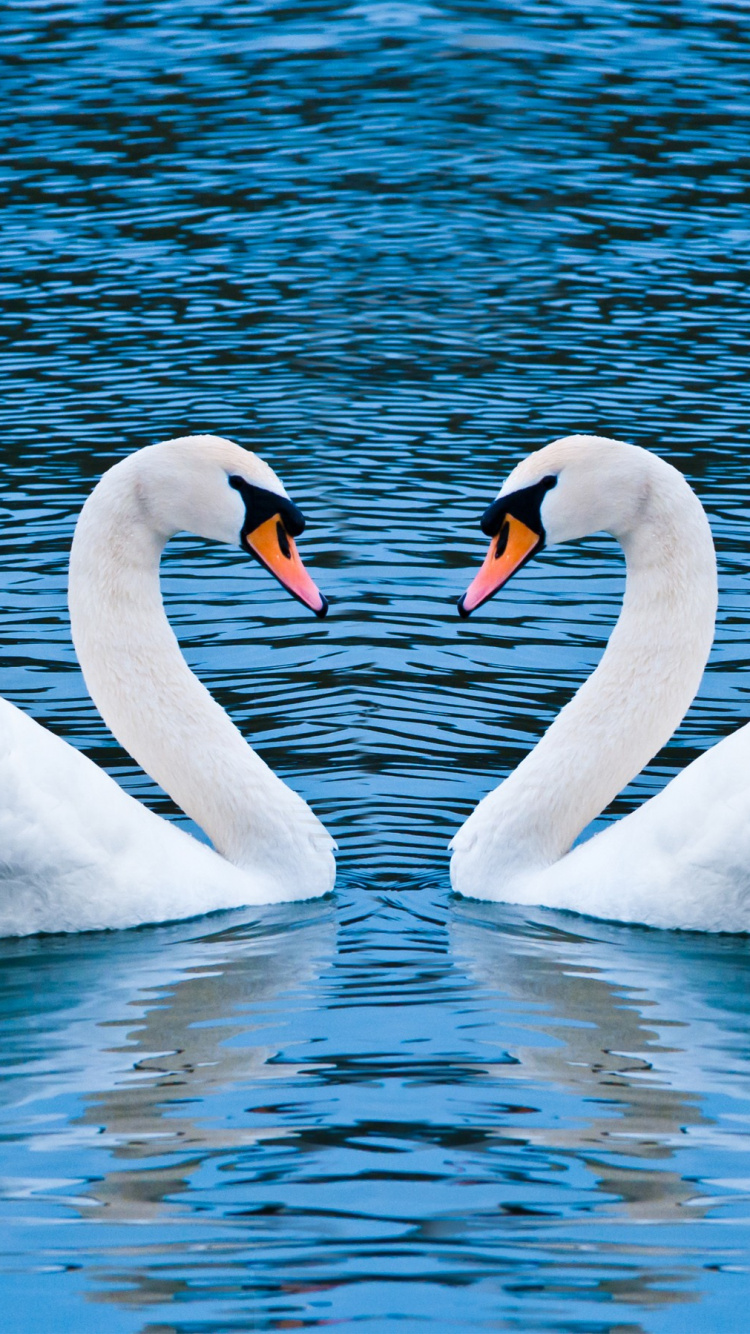 Cisne Blanco en el Agua Durante el Día. Wallpaper in 750x1334 Resolution