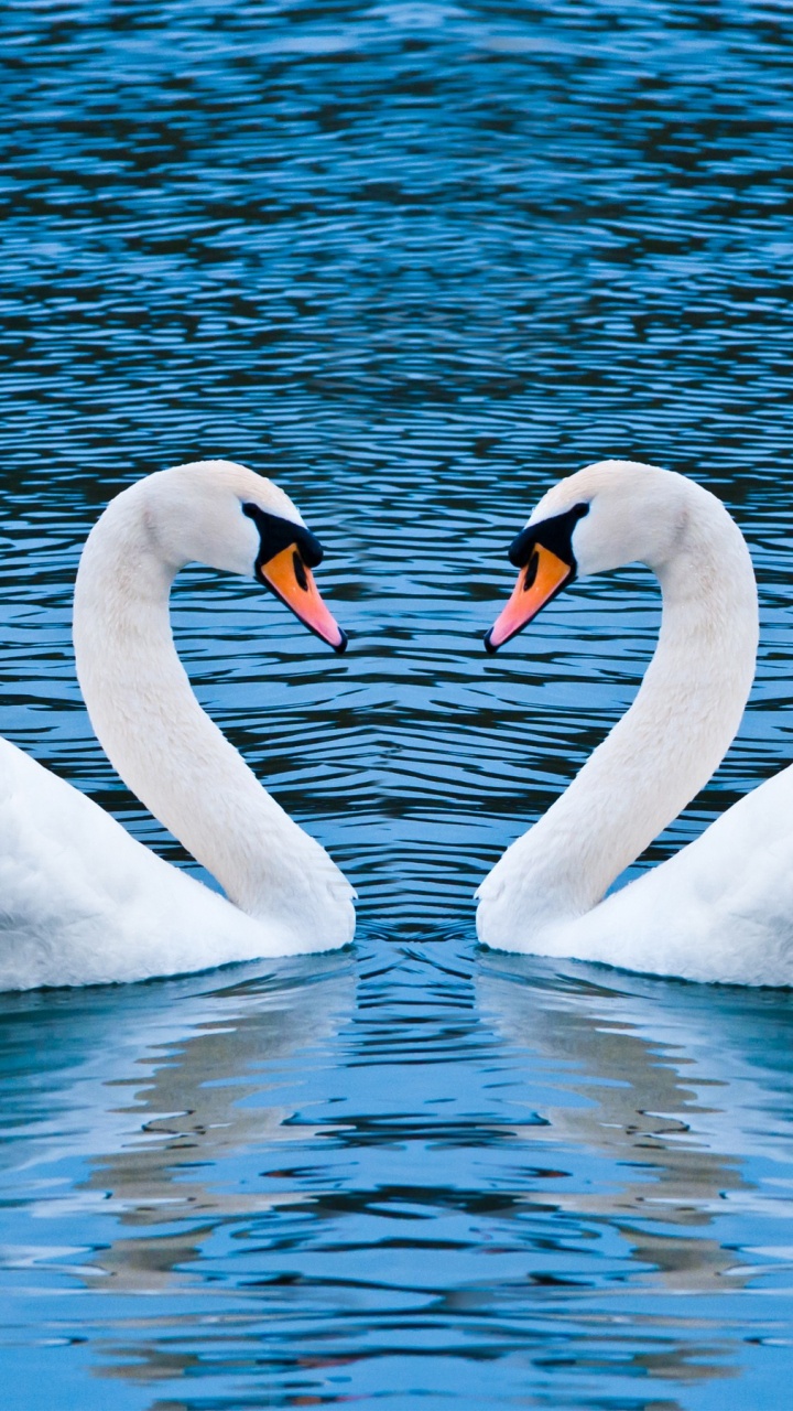 Weißer Schwan Auf Dem Wasser Tagsüber Water. Wallpaper in 720x1280 Resolution