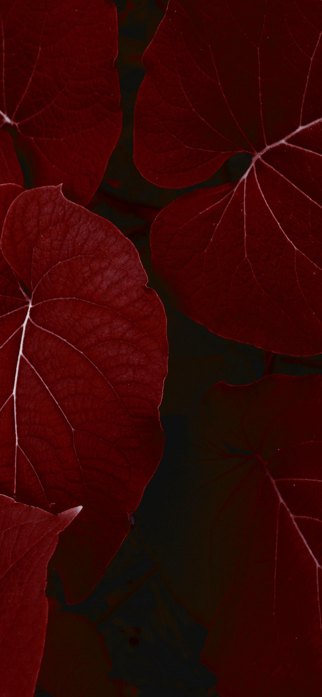 Ipad, Ipad Pro, Apple, IPad Pro 2017, Apples. Wallpaper in 1125x2436 Resolution