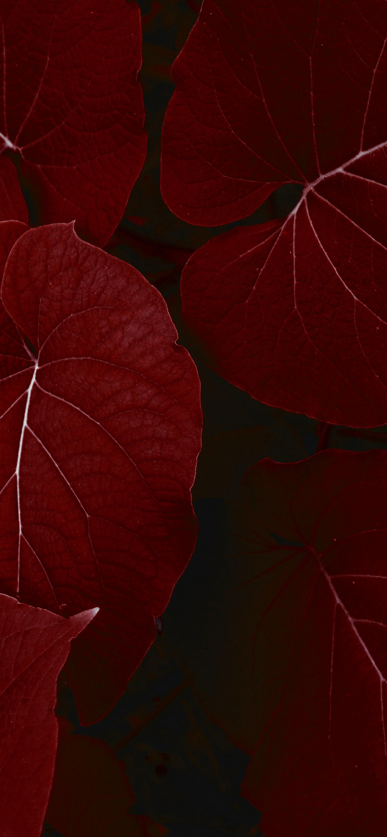 Ipad, Ipad Pro, Apple, IPad Pro 2017, Apples. Wallpaper in 1242x2688 Resolution