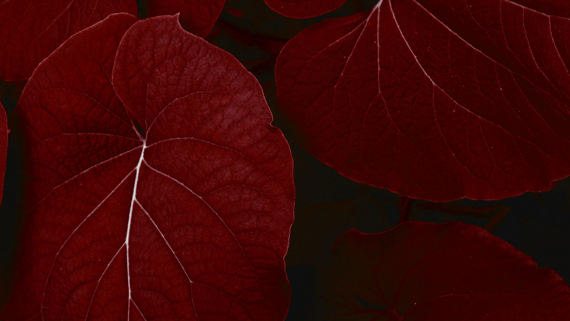 Ipad, Ipad Pro, Apple, IPad Pro 2017, Apples. Wallpaper in 1920x1080 Resolution