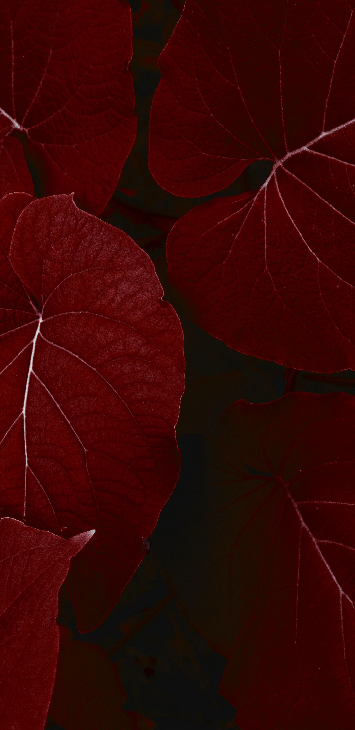 Ipad, Ipad Pro, Apple, IPad Pro 2017, Manzana. Wallpaper in 1440x2960 Resolution