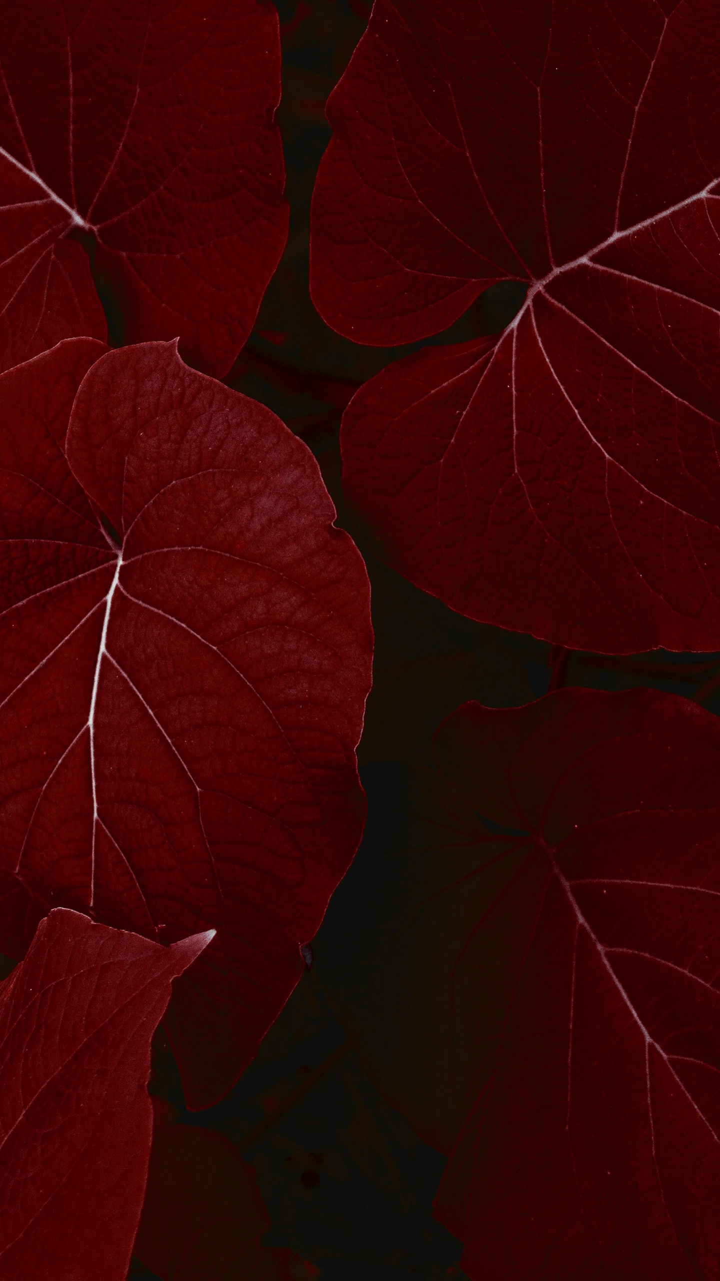 IPad, Ipad Pro, IPad Pro 2017, Apple, la Pureté de la Couleur. Wallpaper in 1440x2560 Resolution