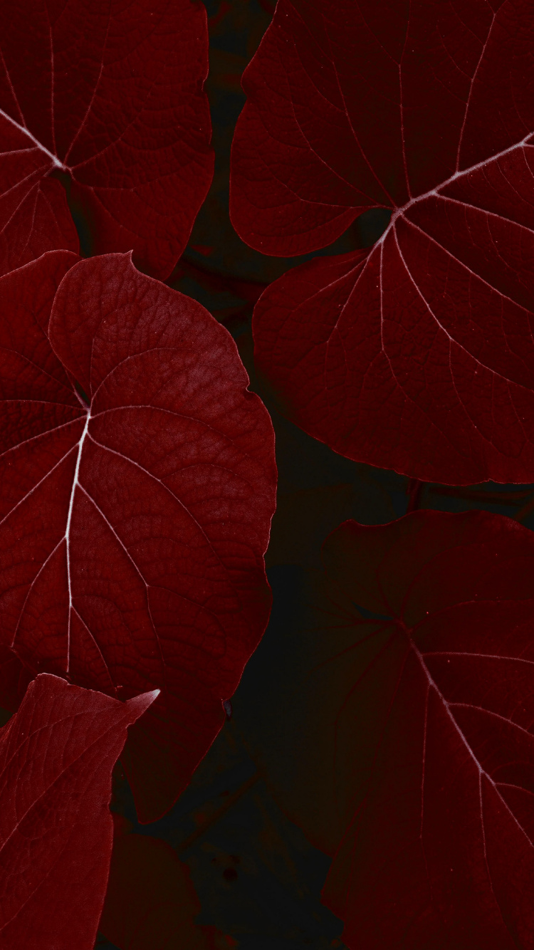 IPad, Ipad Pro, IPad Pro 2017, Apple, la Pureté de la Couleur. Wallpaper in 750x1334 Resolution