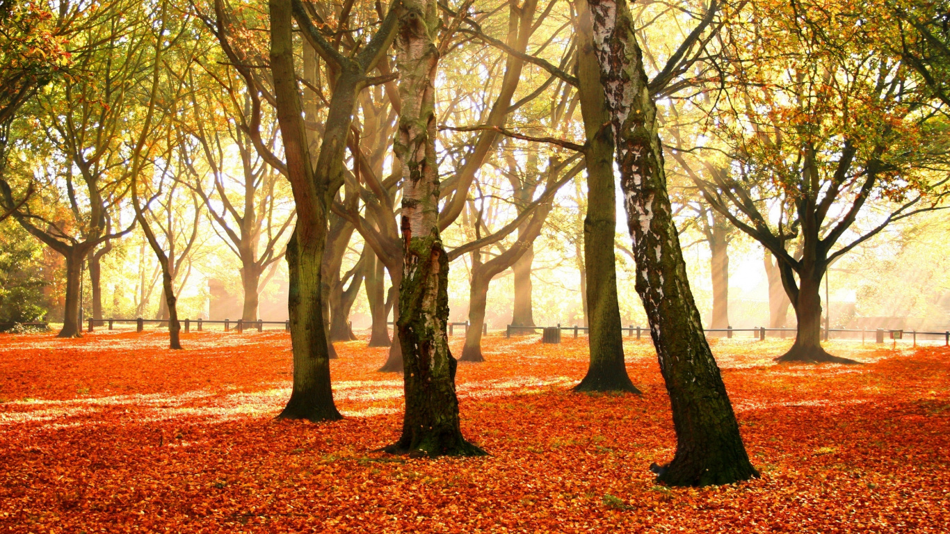 Brauner Baum Auf Braunen Getrockneten Blättern Tagsüber. Wallpaper in 1366x768 Resolution