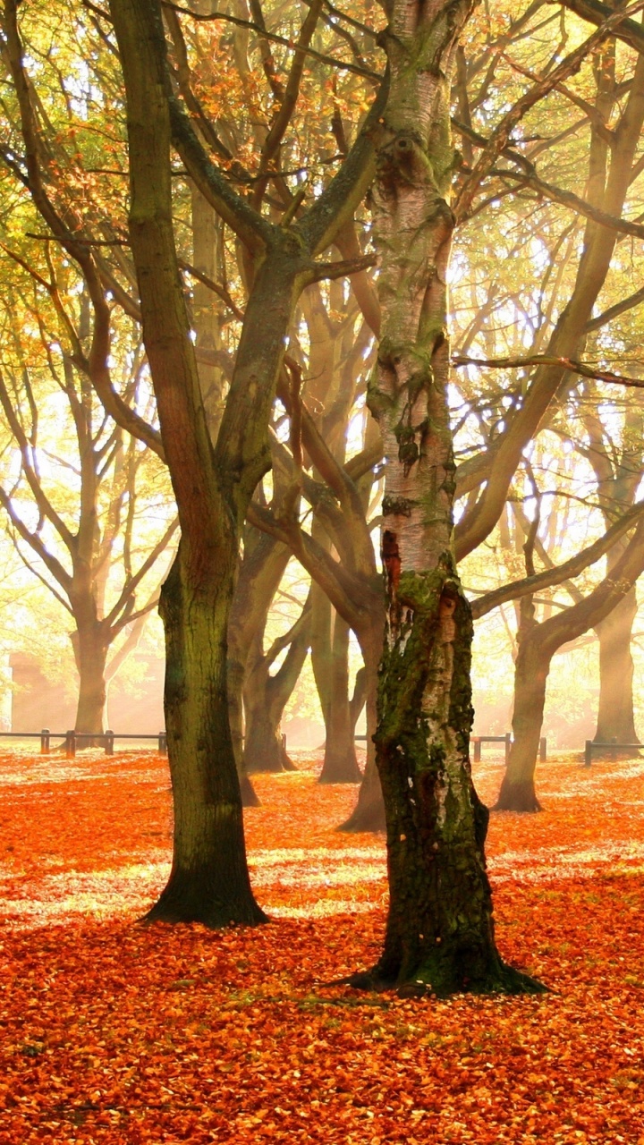 Arbre Brun Sur Des Feuilles Séchées Brunes Pendant la Journée. Wallpaper in 720x1280 Resolution