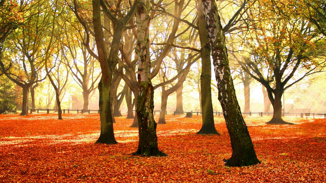 Brown Tree on Brown Dried Leaves During Daytime. Wallpaper in 1280x720 Resolution