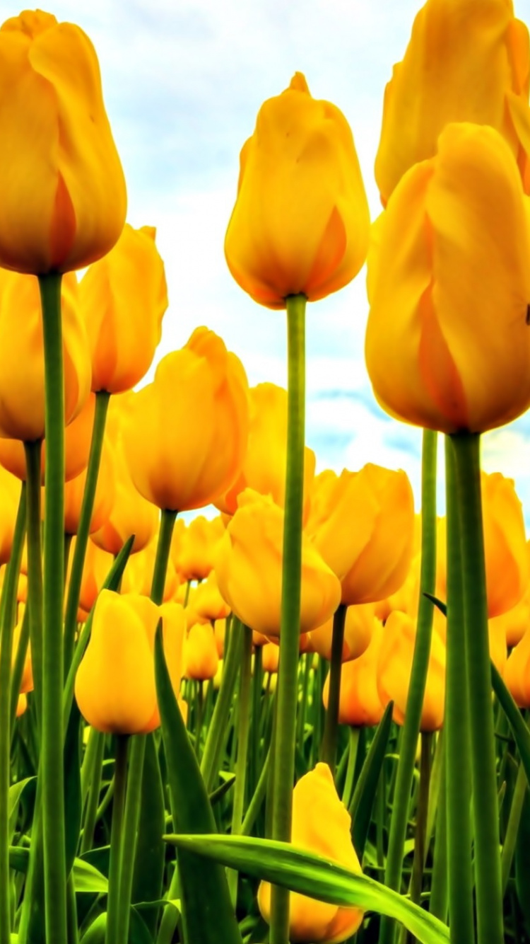 Champ de Tulipes Jaunes Sous un Ciel Nuageux Bleu et Blanc Pendant la Journée. Wallpaper in 750x1334 Resolution