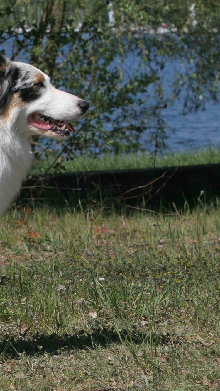 Weißer Schwarz-brauner Langhaariger Hund, Der Tagsüber Auf Grünem Grasfeld Steht Standing. Wallpaper in 750x1334 Resolution