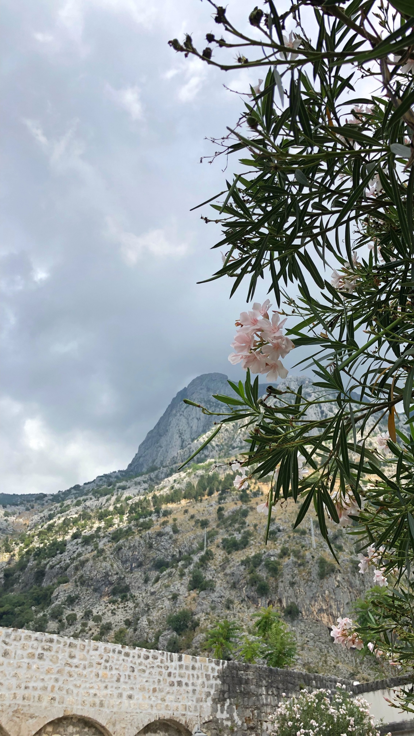 Baum, Rhododendron, Gipfel, Ericales, Kapernfamilie. Wallpaper in 1440x2560 Resolution
