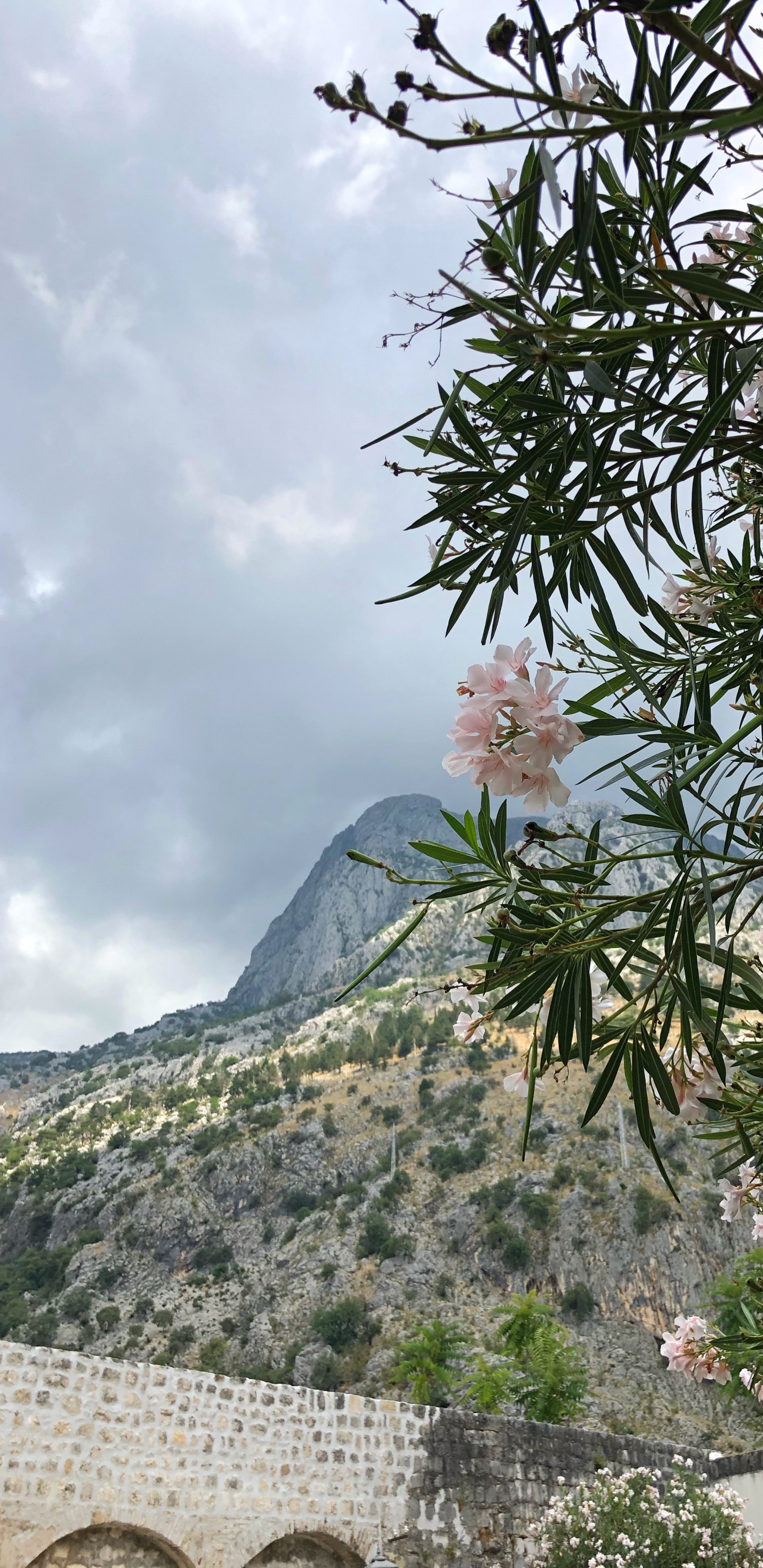 Rhododendron, Sommet, Ericales, Famille de Câpres, Mur de Pierre. Wallpaper in 1440x2960 Resolution