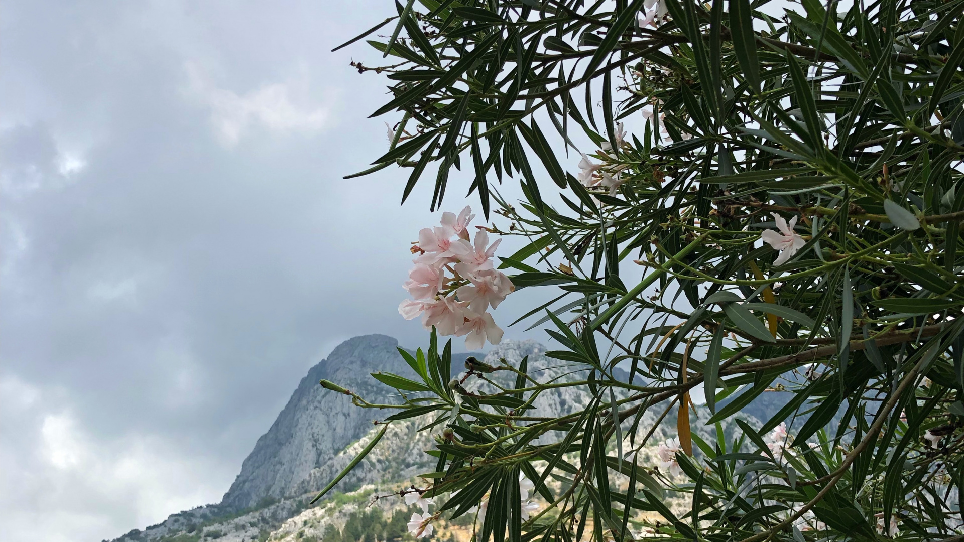 Rhododendron, Sommet, Ericales, Famille de Câpres, Mur de Pierre. Wallpaper in 1920x1080 Resolution