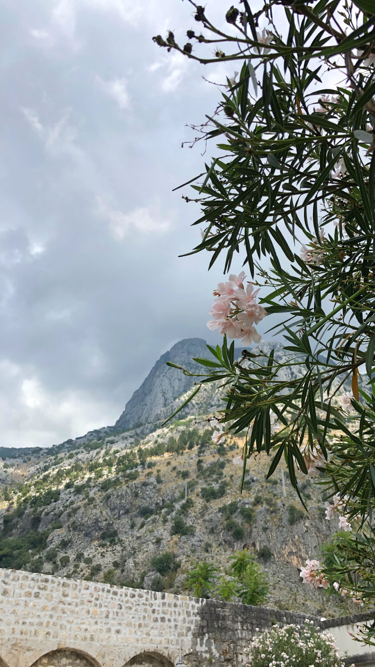 Rhododendron, Sommet, Ericales, Famille de Câpres, Mur de Pierre. Wallpaper in 750x1334 Resolution