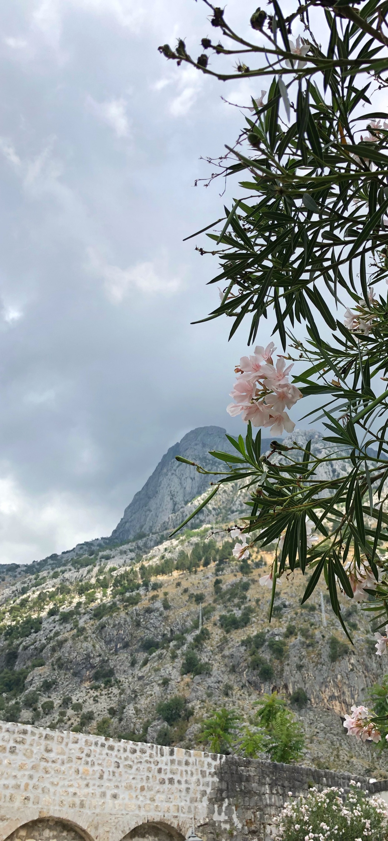 Rododendro, Cumbre, Ericales, Familia Alcaparras, Muro de Piedra. Wallpaper in 1242x2688 Resolution
