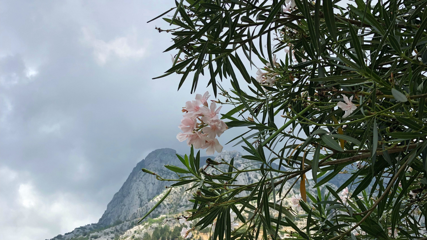 Rododendro, Cumbre, Ericales, Familia Alcaparras, Muro de Piedra. Wallpaper in 1366x768 Resolution