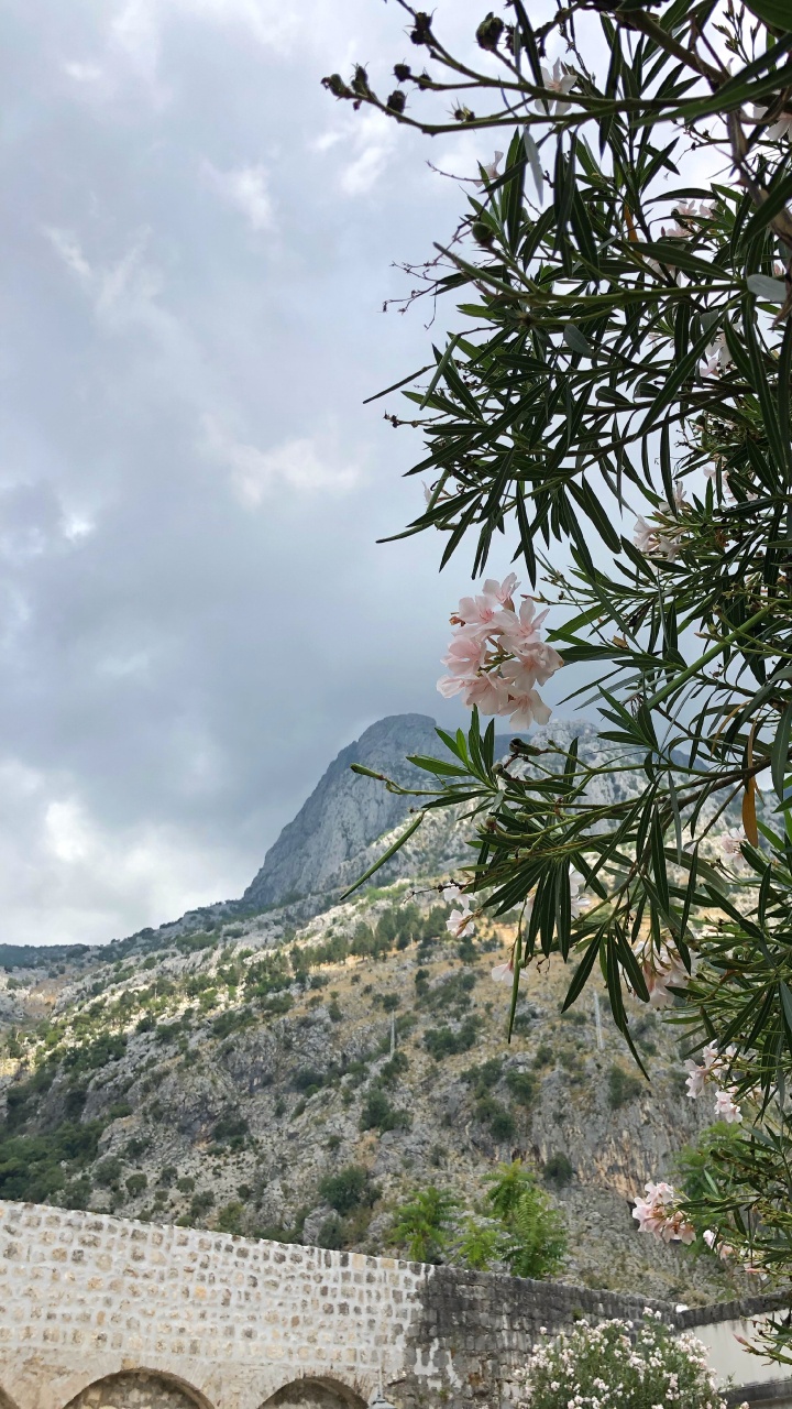 Rododendro, Cumbre, Ericales, Familia Alcaparras, Muro de Piedra. Wallpaper in 720x1280 Resolution