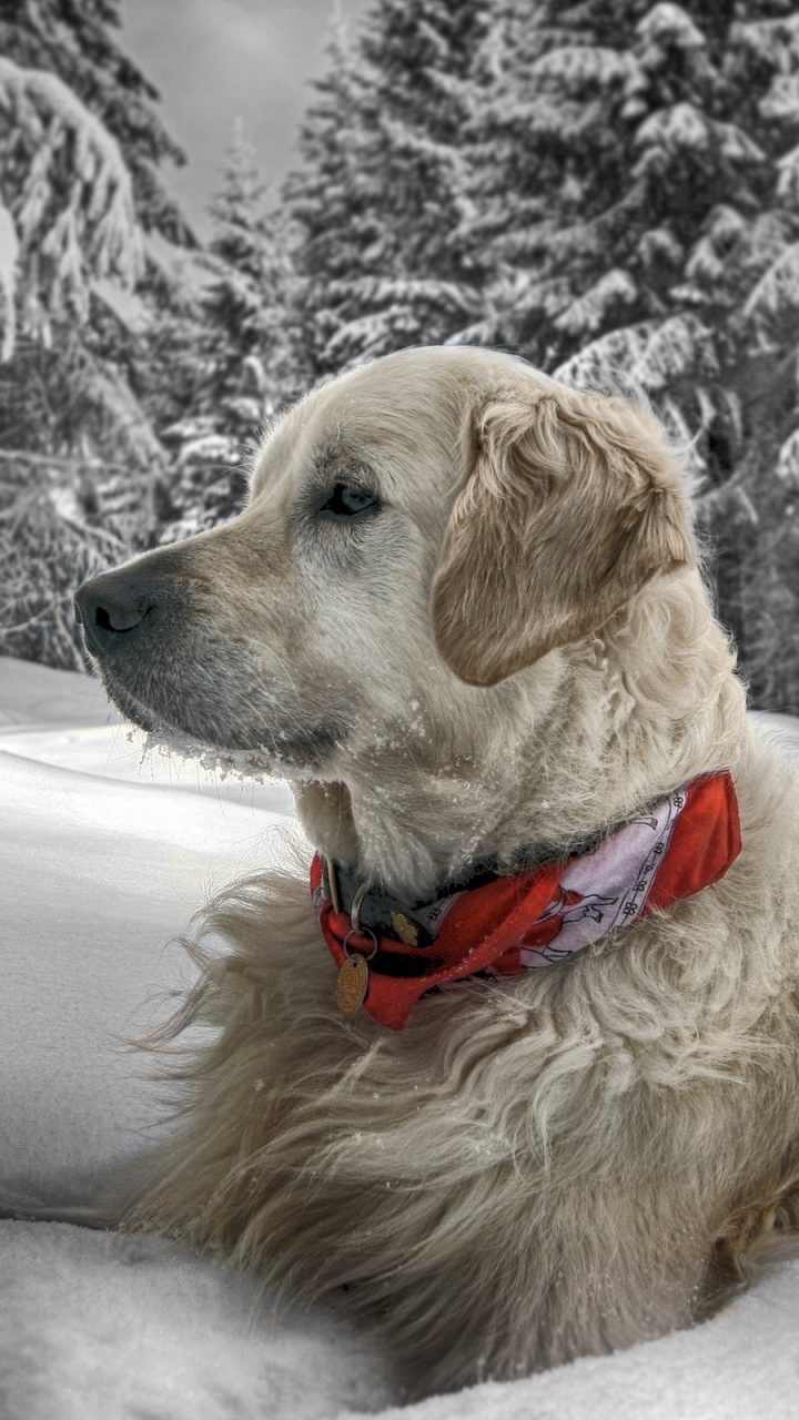 Golden Retriever Sobre Suelo Cubierto de Nieve Durante el Día. Wallpaper in 720x1280 Resolution