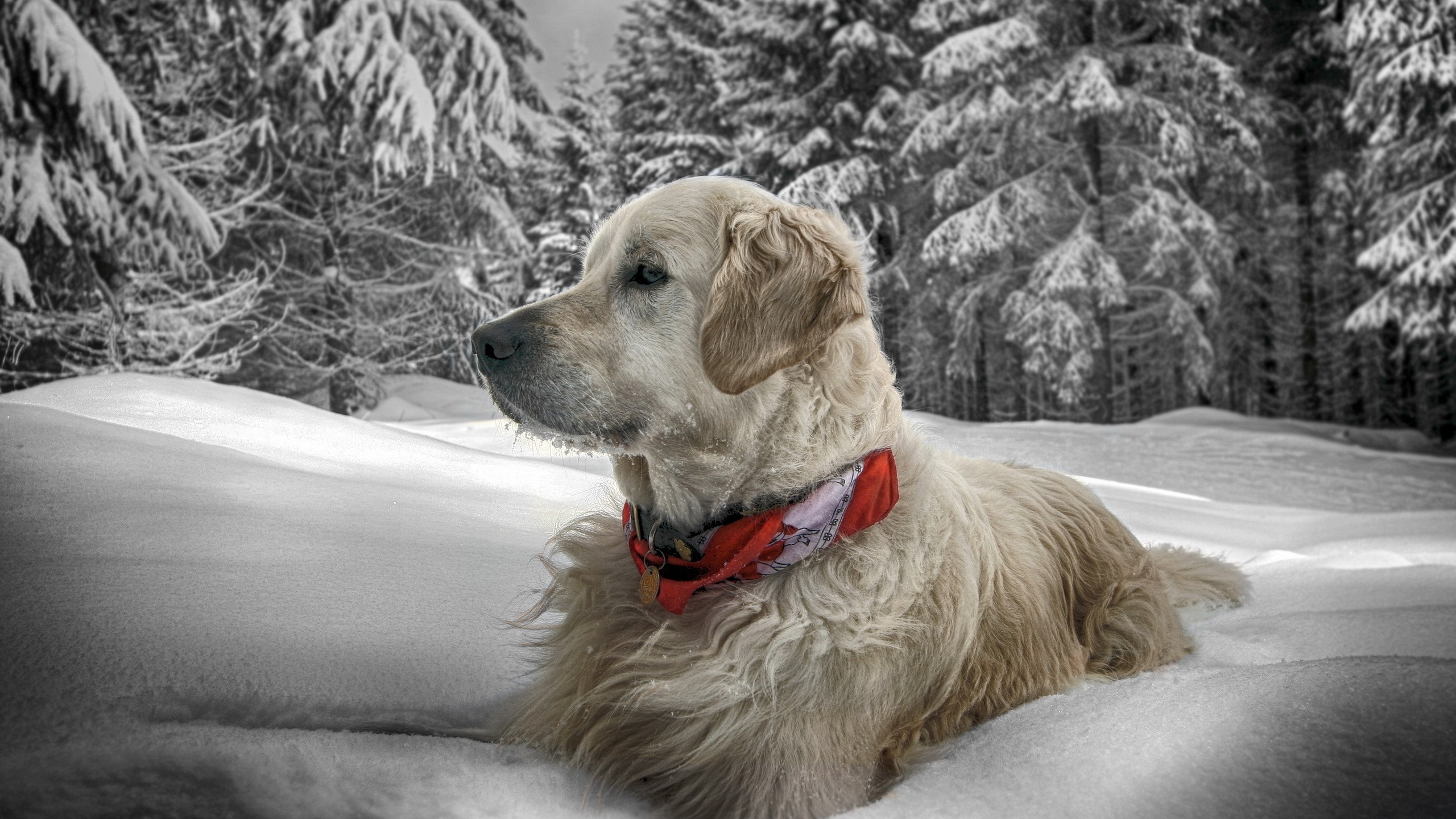 Golden Retriever Sur Sol Couvert de Neige Pendant la Journée. Wallpaper in 2560x1440 Resolution