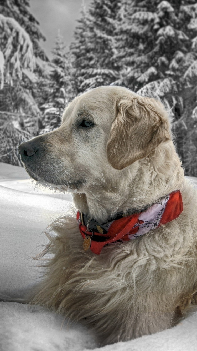 Golden Retriever Auf Schneebedecktem Boden Tagsüber. Wallpaper in 750x1334 Resolution