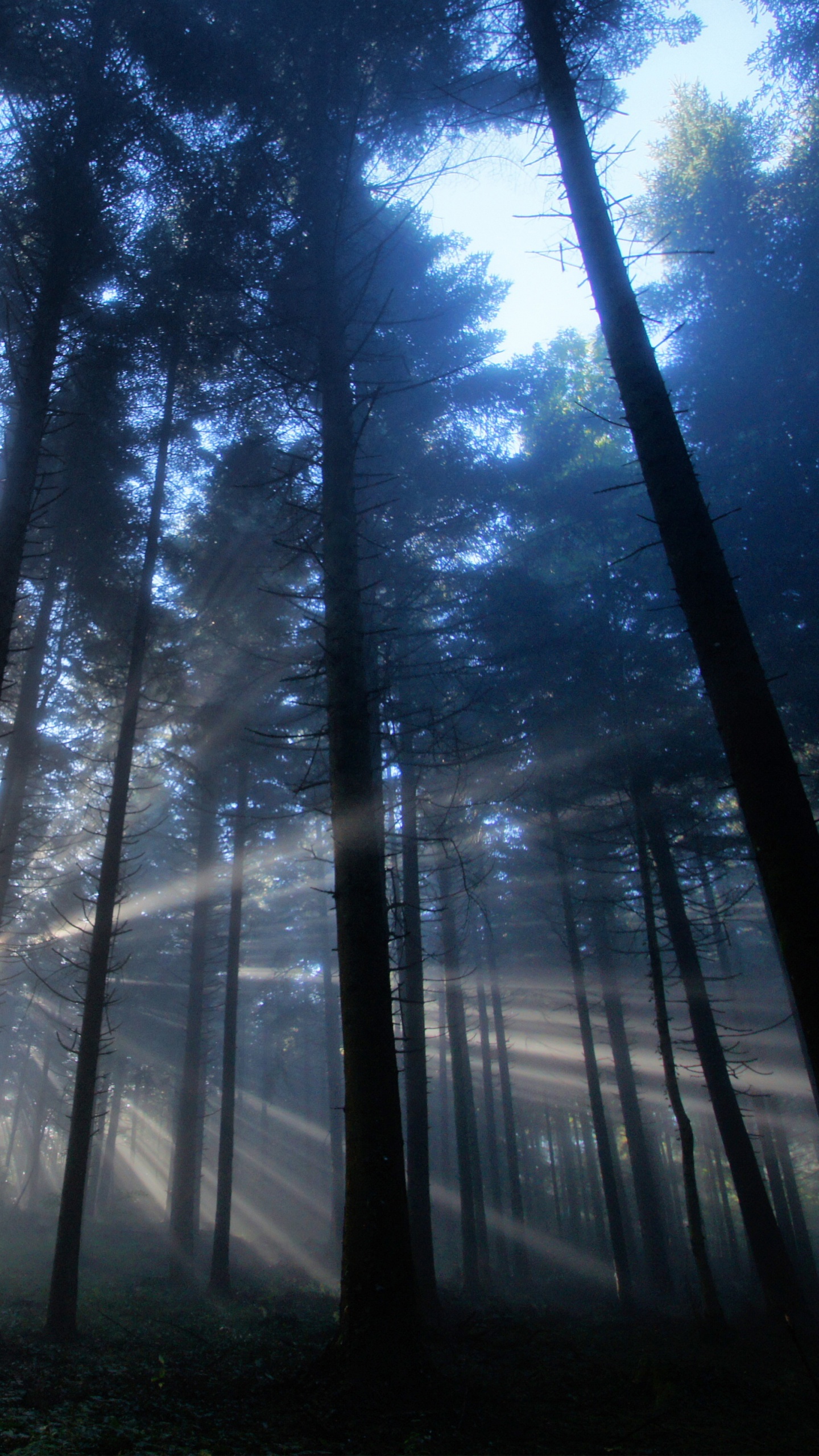Tagsüber Grüne Bäume Unter Blauem Himmel. Wallpaper in 1440x2560 Resolution