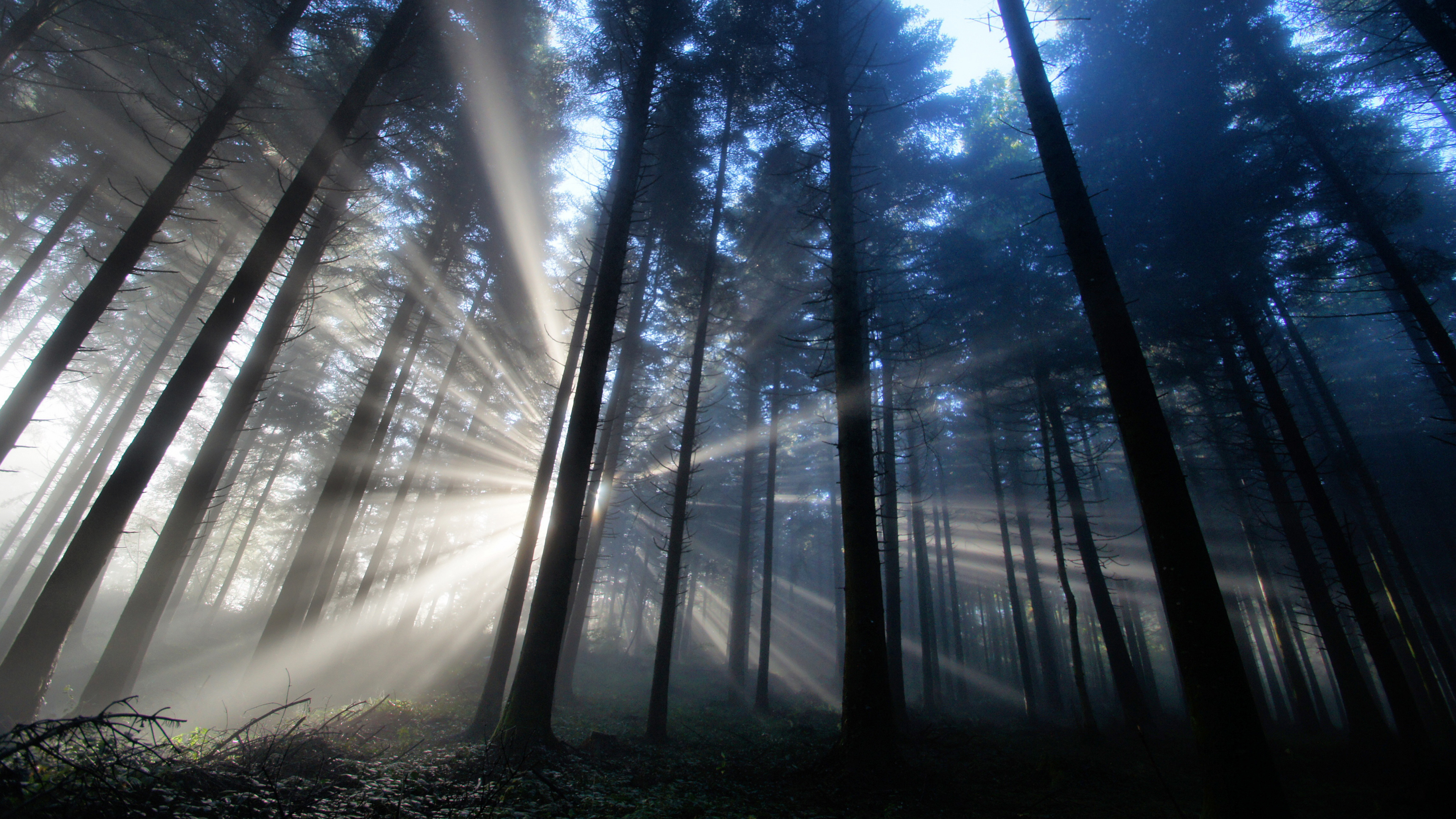 Tagsüber Grüne Bäume Unter Blauem Himmel. Wallpaper in 3840x2160 Resolution