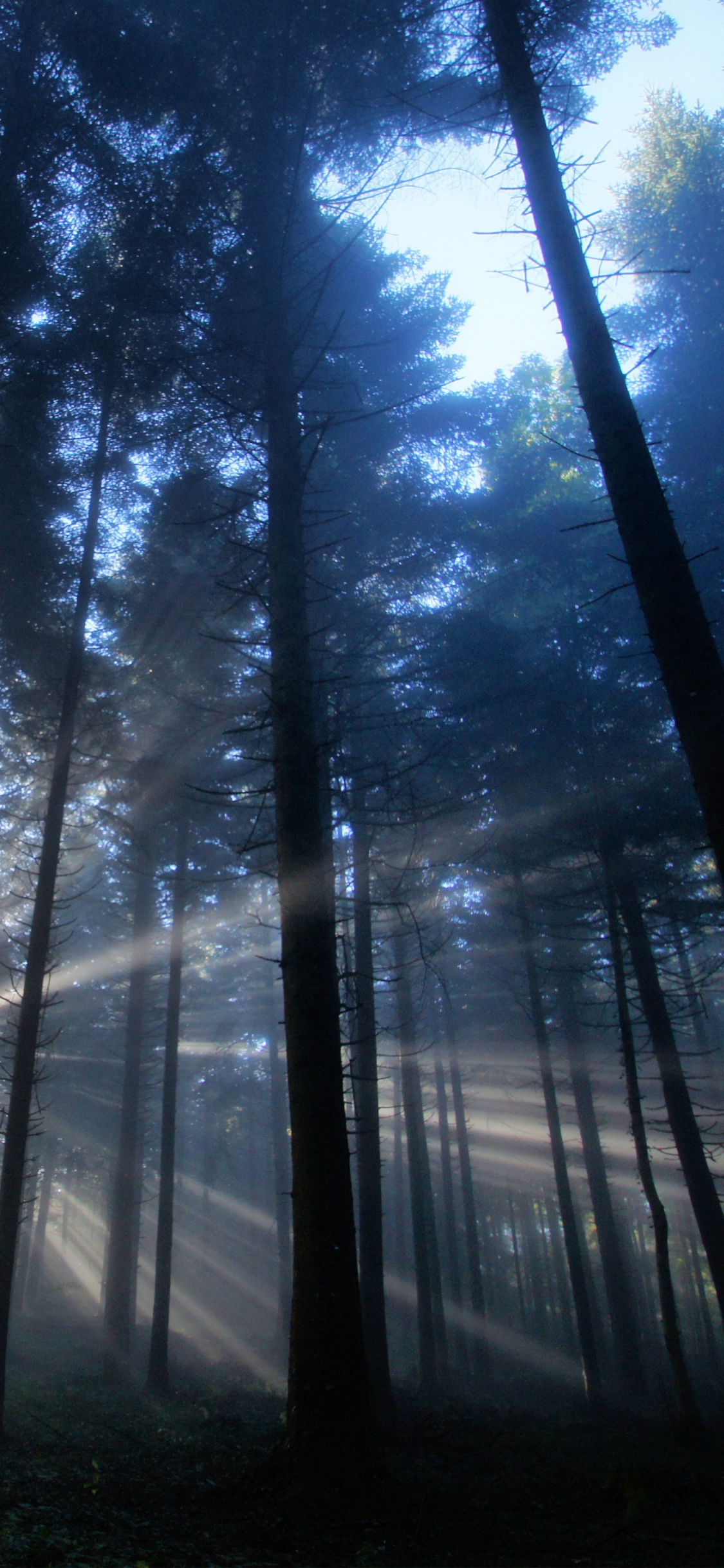 Green Trees Under Blue Sky During Daytime. Wallpaper in 1125x2436 Resolution