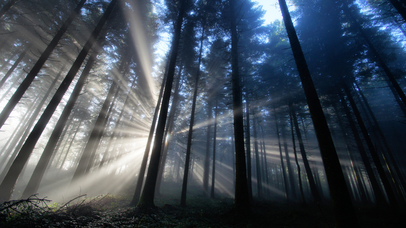 Arbres Verts Sous Ciel Bleu Pendant la Journée. Wallpaper in 1366x768 Resolution