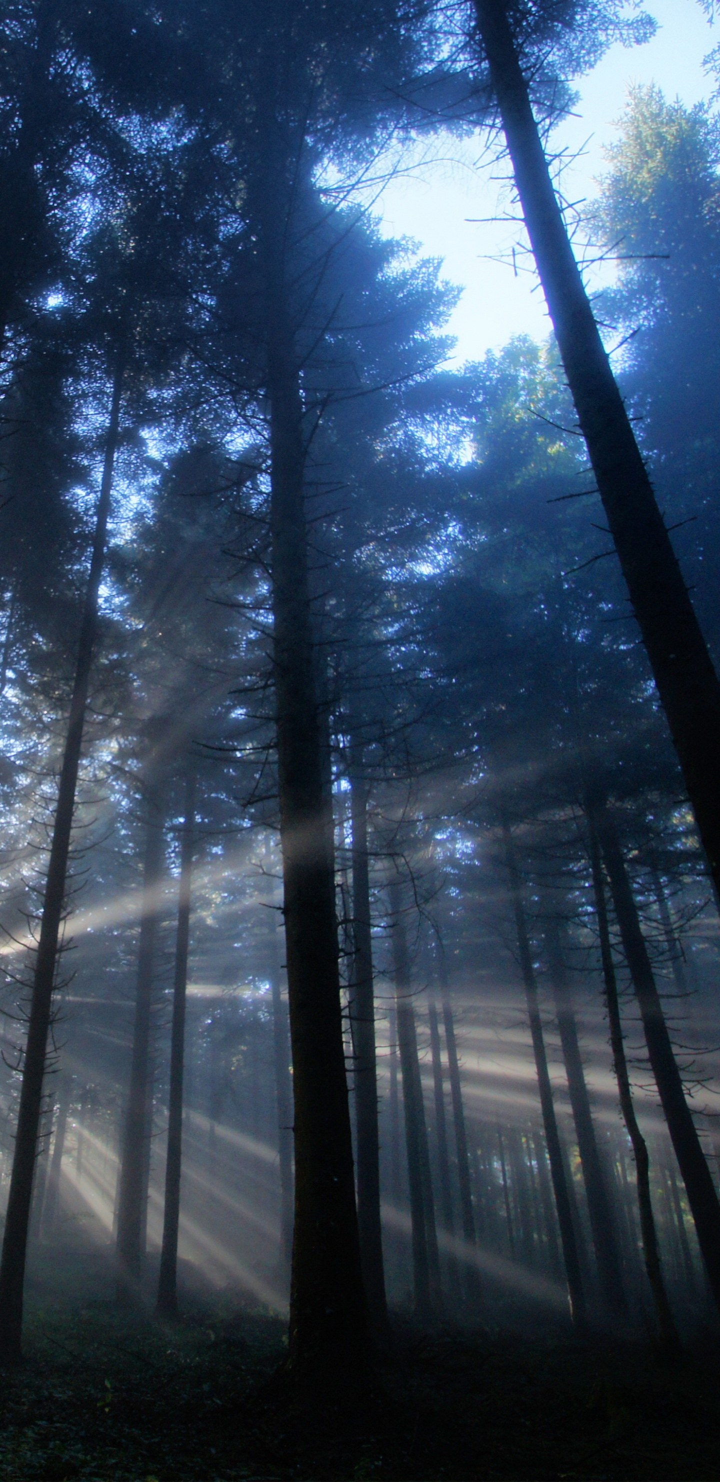 Arbres Verts Sous Ciel Bleu Pendant la Journée. Wallpaper in 1440x2960 Resolution