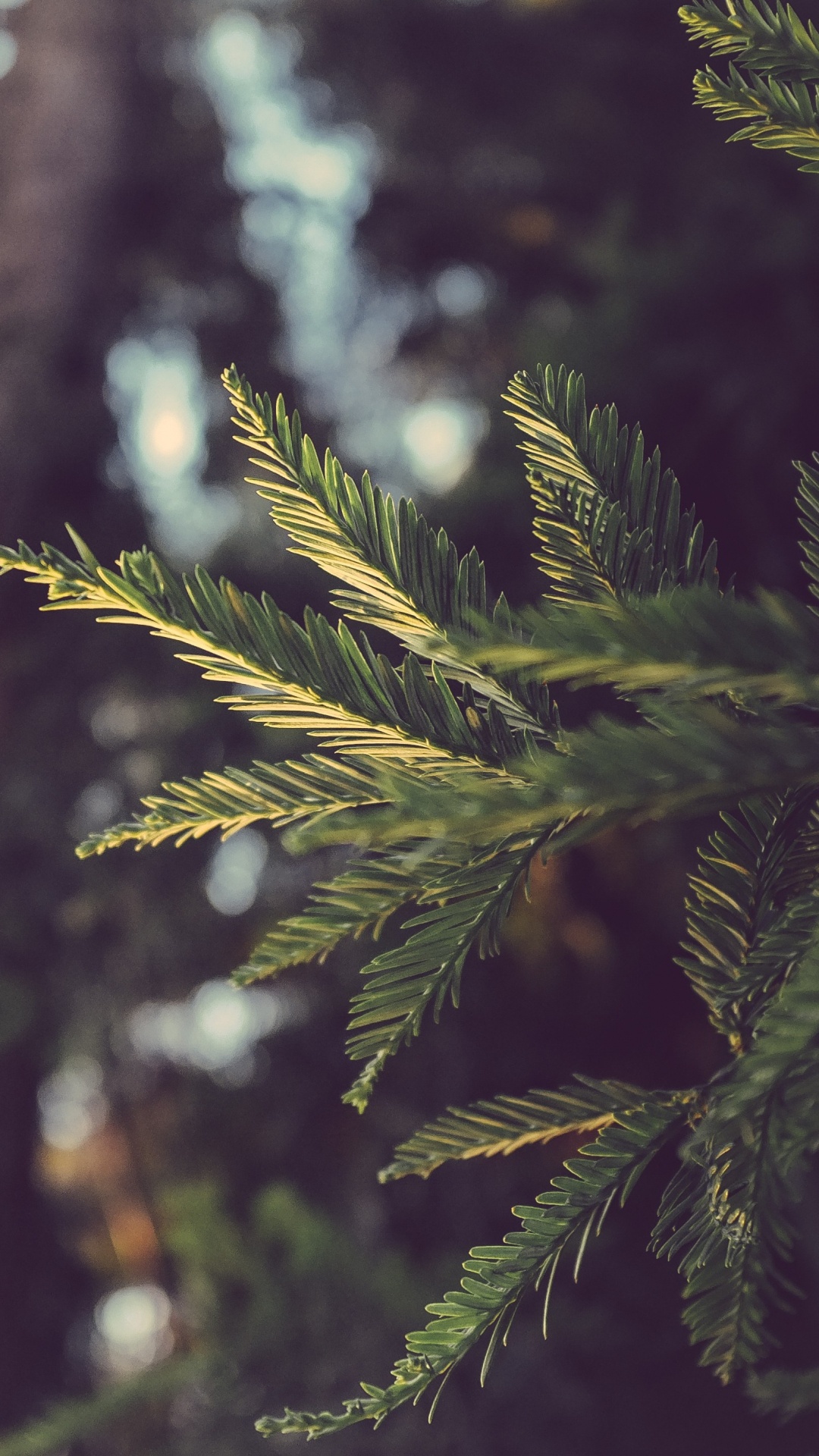 Green Pine Tree in Close up Photography. Wallpaper in 1080x1920 Resolution