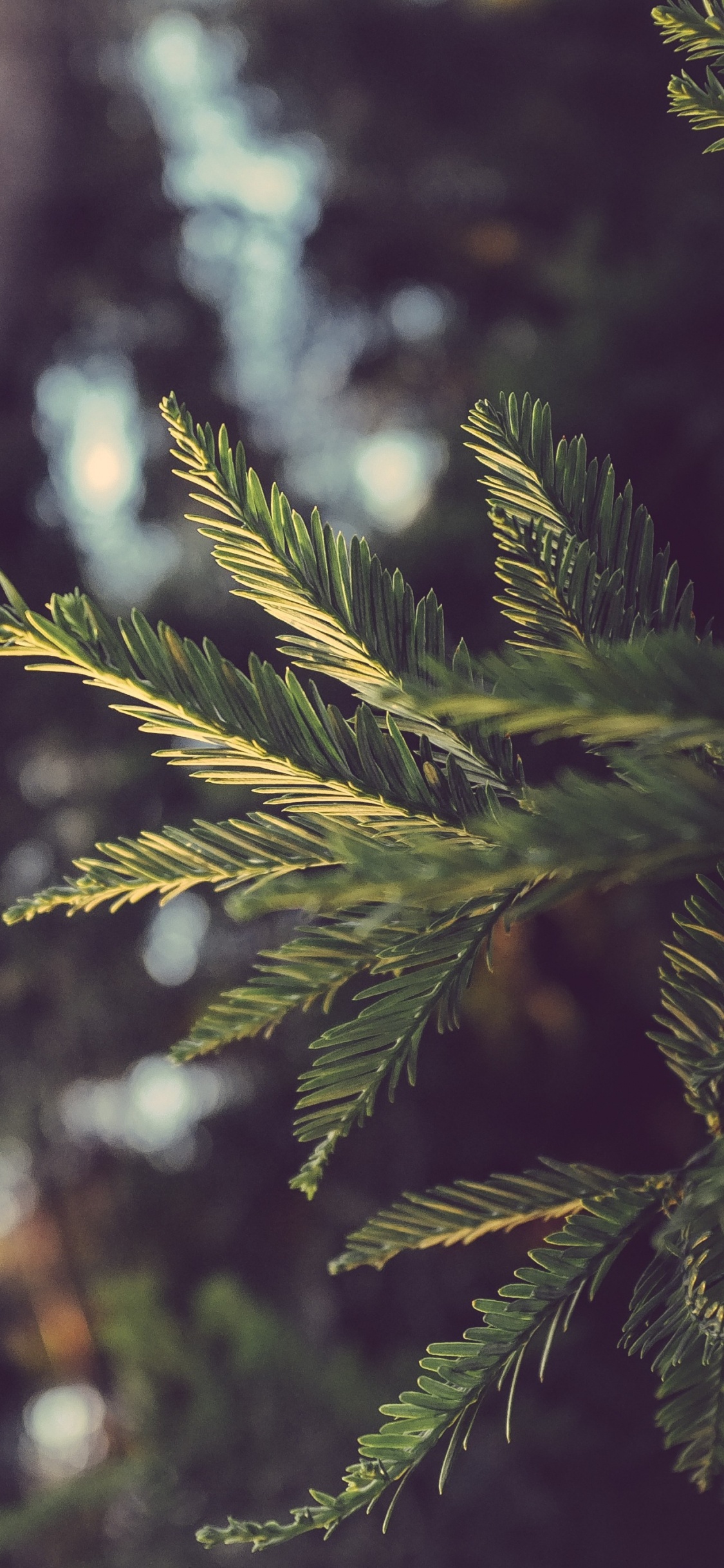 Green Pine Tree in Close up Photography. Wallpaper in 1125x2436 Resolution