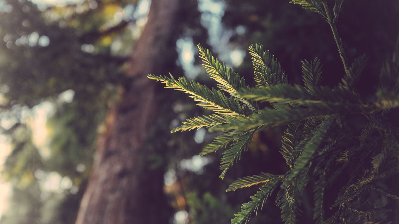 Green Pine Tree in Close up Photography. Wallpaper in 1280x720 Resolution
